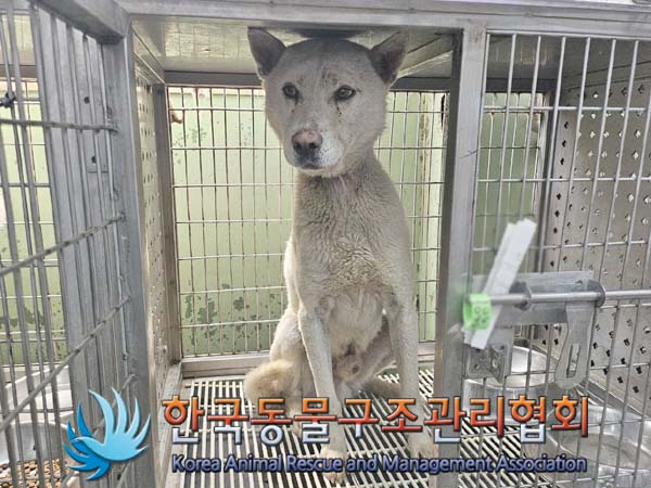 한국동물구조관리협회_441406202400969